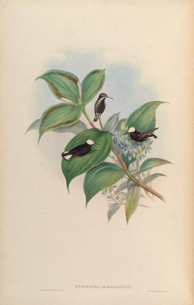 Microchera albocoronata da John Gould